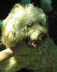 Romeo - Apricot Australian Labradoodle