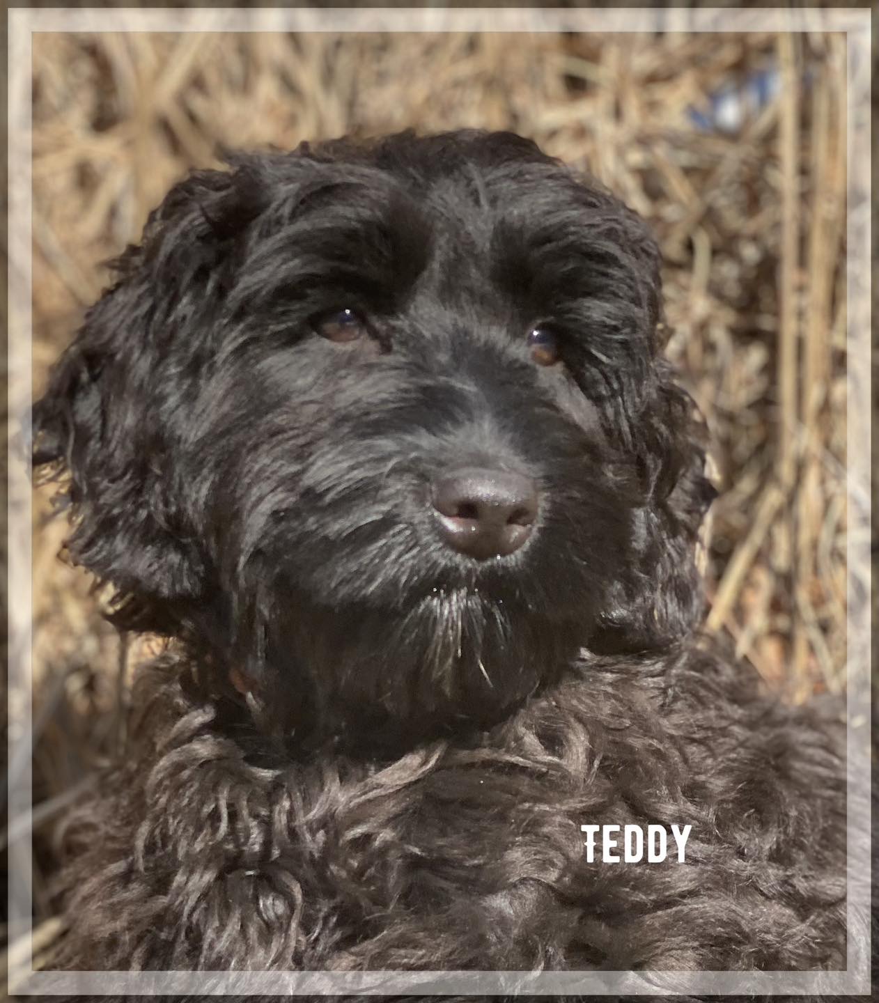 Teddy Mini Labradoodle Pup