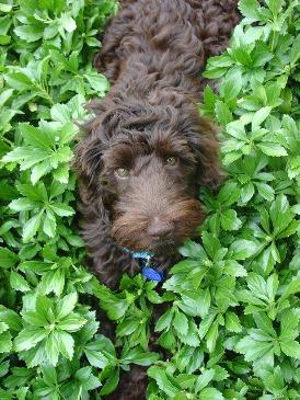 Chocolate Australian Labradoodle: Mocha