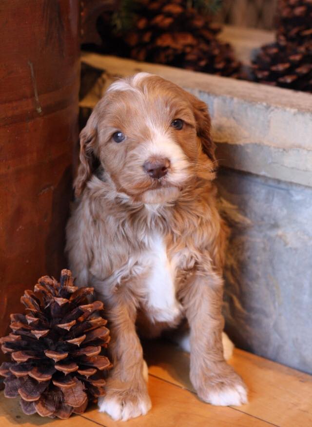 to Aussie Labradoodle