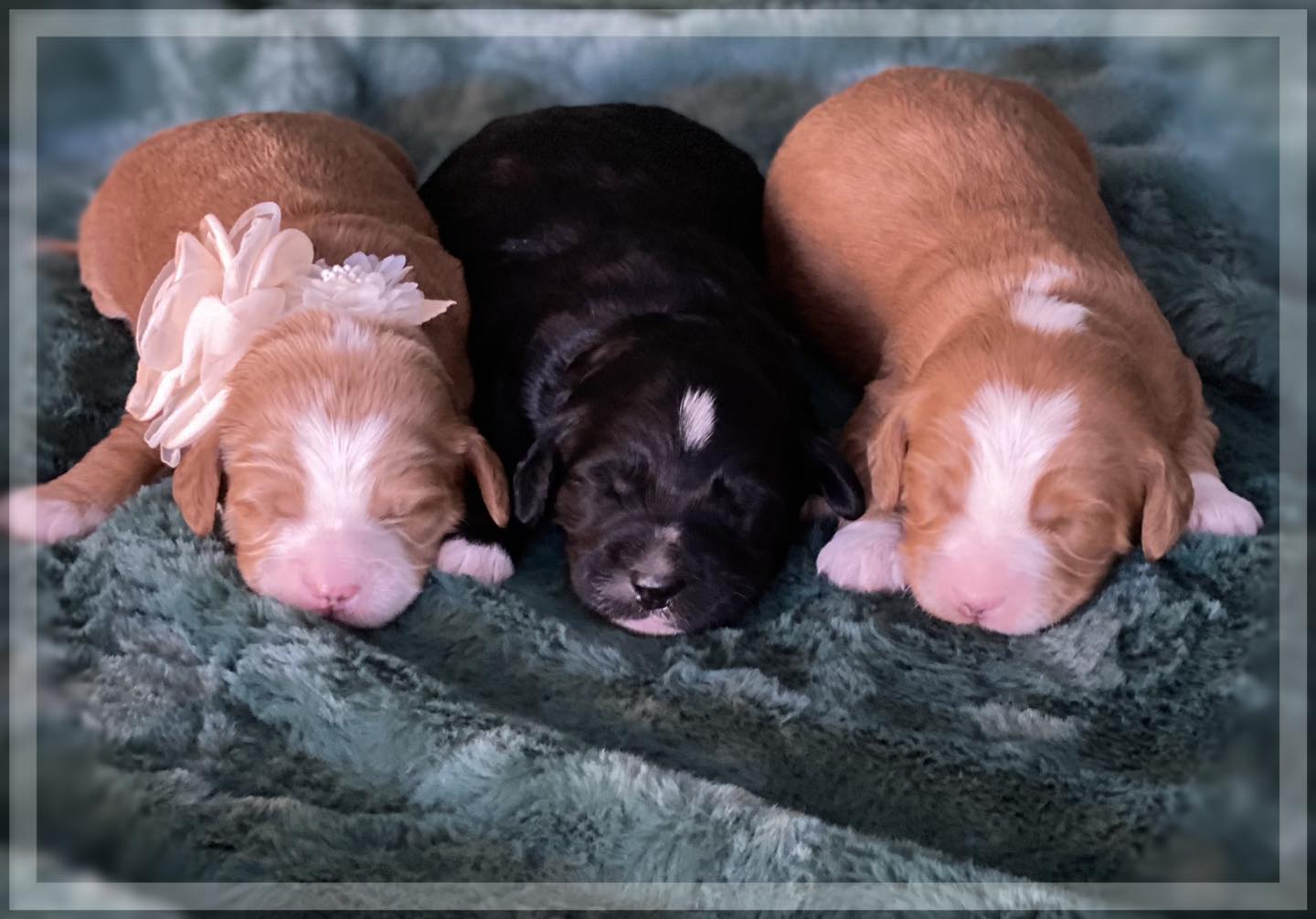 Chrissy's Fist Litter