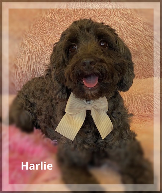 Harlie