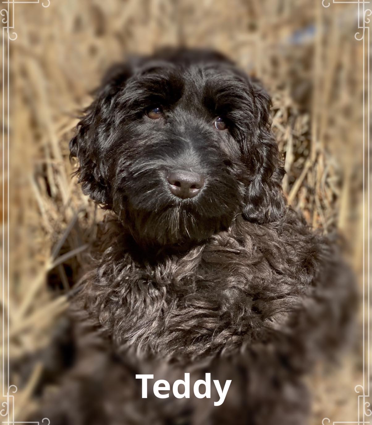 Teddy Mini Labradoodle Pup