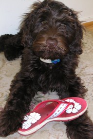 Aussie Labradoodle's Max