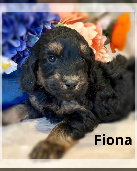 Nellie/Chase Spring Litter puppies available