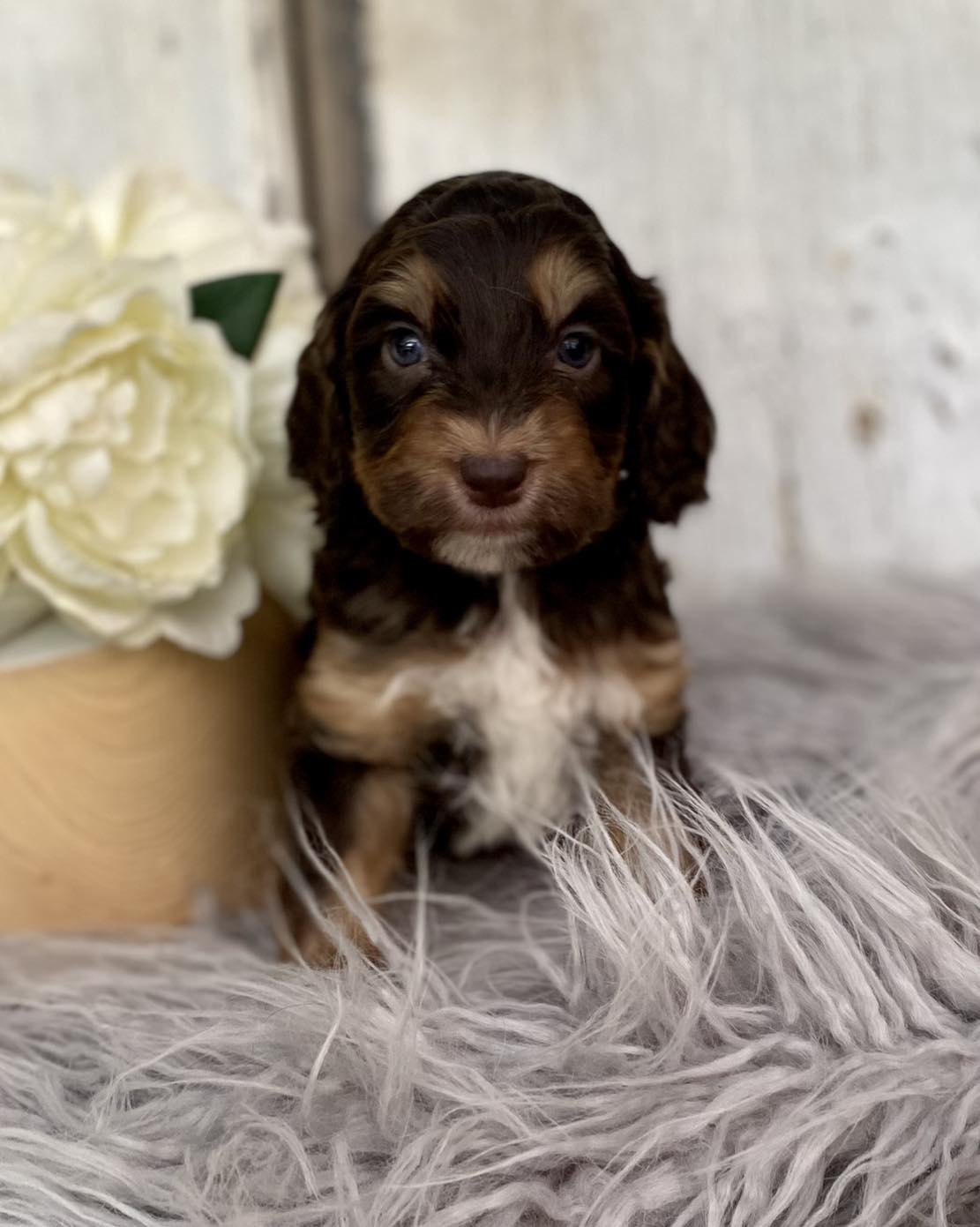 Flowers on the right is the bigger boy, Mr. Eyebrows.