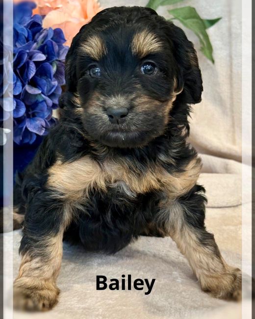 Nellie/Chase Spring Litter puppies available