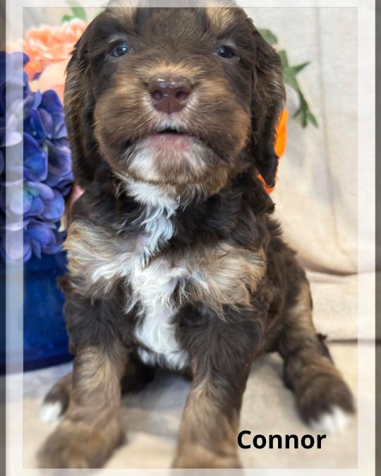 Nellie/Chase Spring Litter puppies available