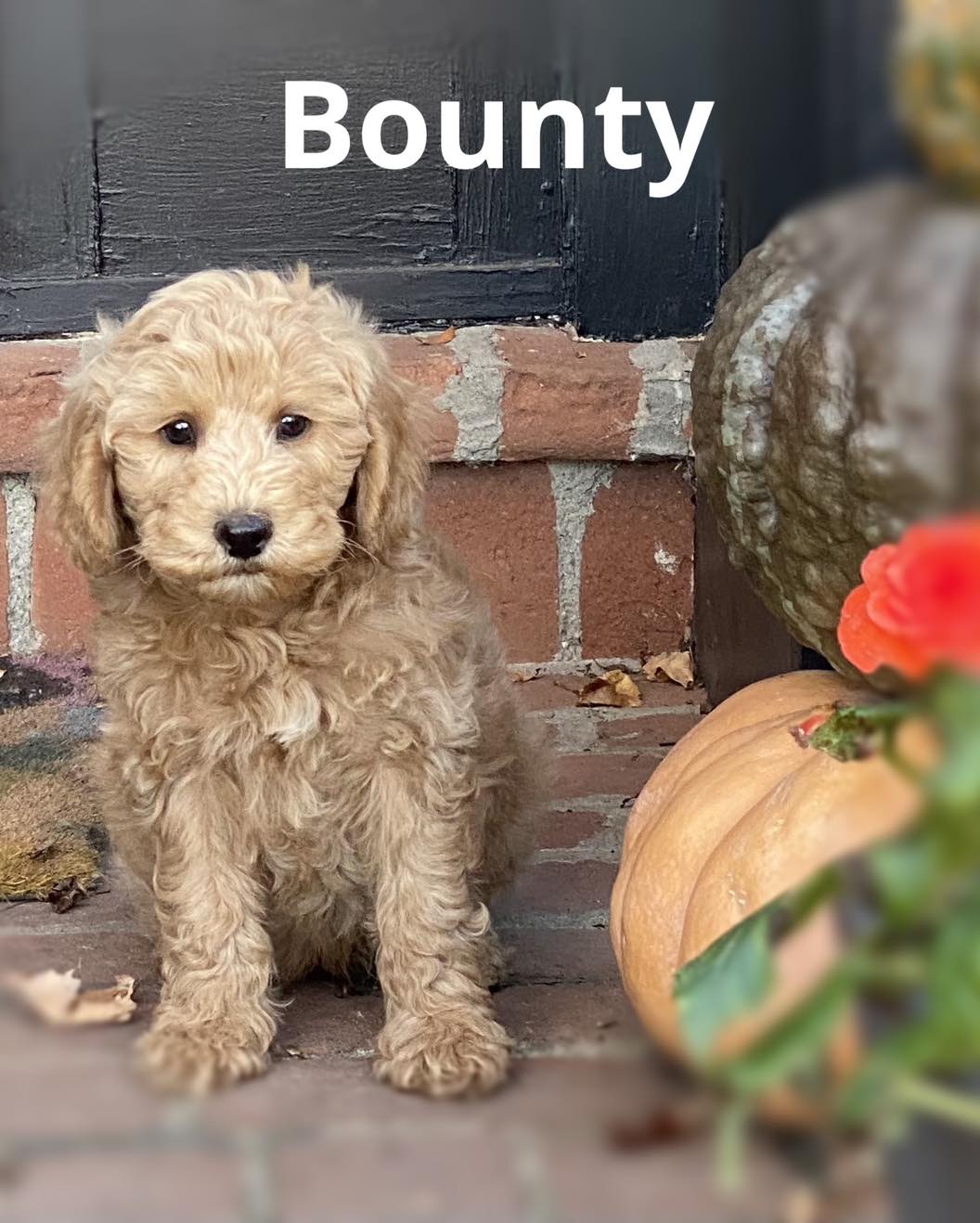 Pixie's Pup Bounty