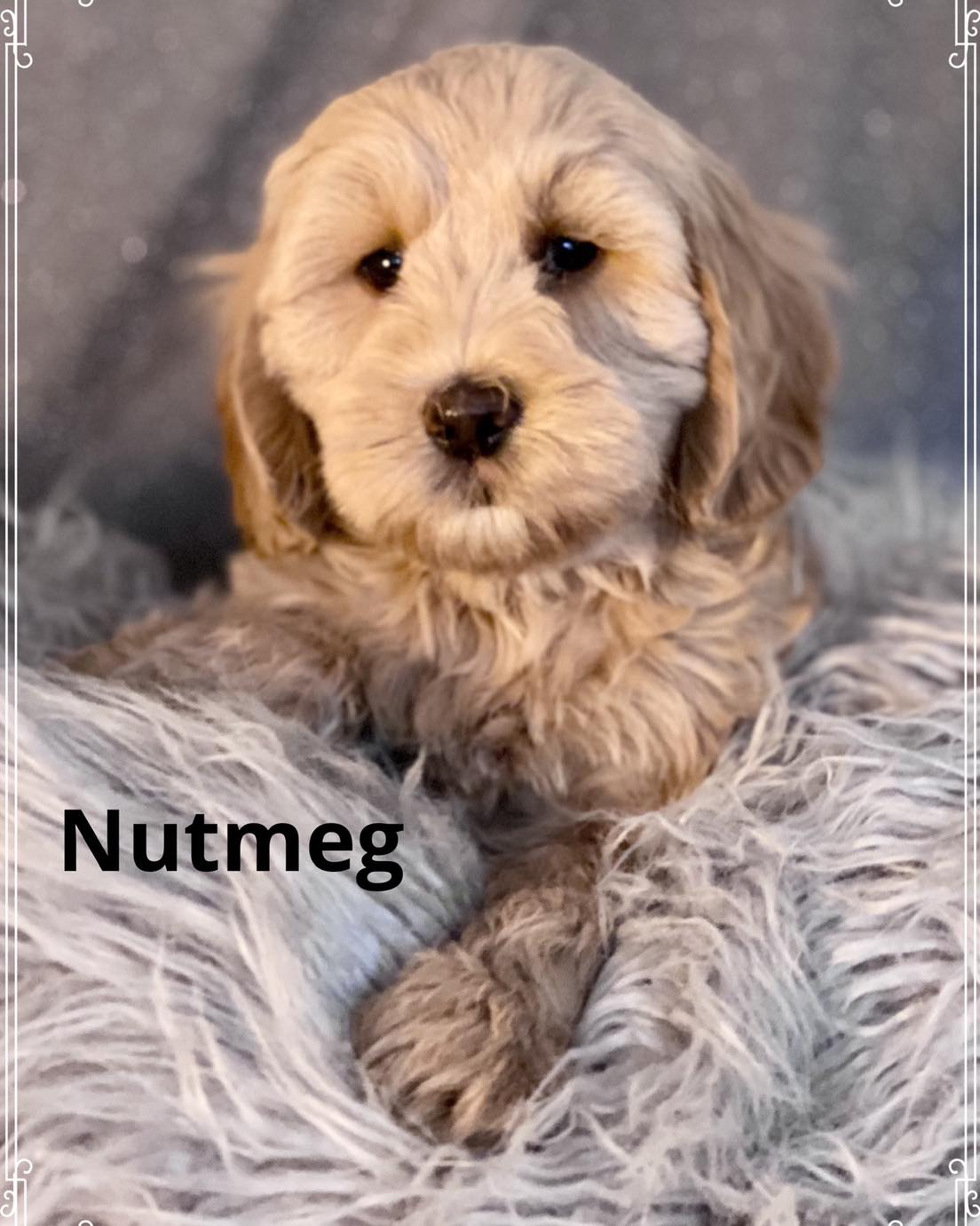 Nutmeg