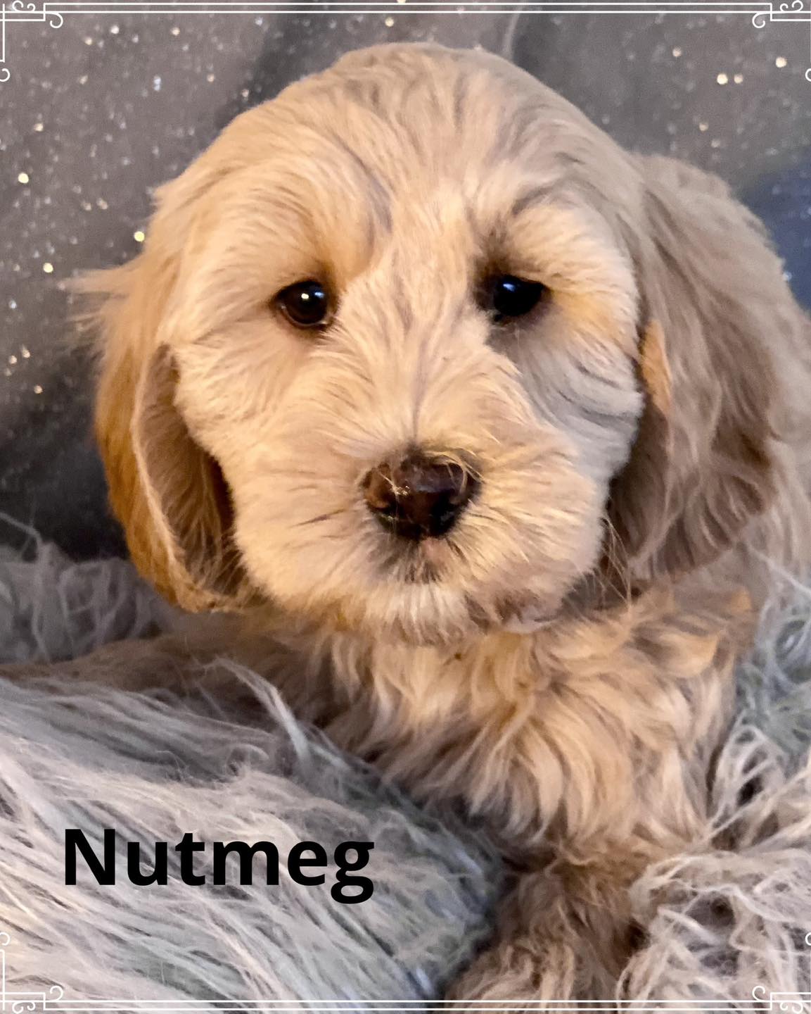 Nutmeg