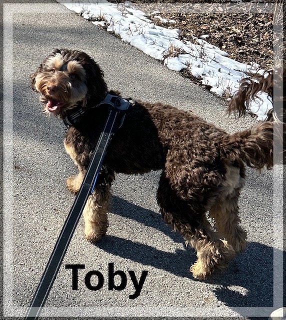 Toby Stud