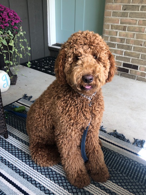 Aussie labradoodle hot sale puppies